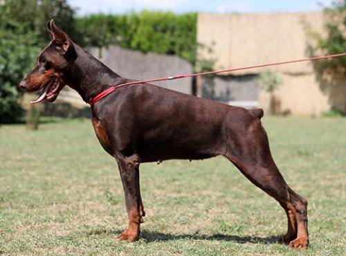 Mali di Altobello | Brown Doberman Pinscher