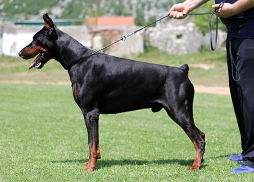 Wang di Altobello | Black Doberman Pinscher