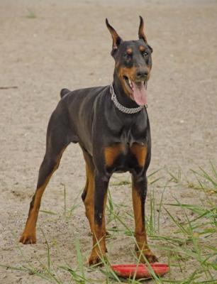 Maestro di Altobello | Black Doberman Pinscher