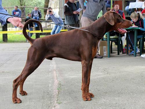 Onazis di Altobello | Brown Doberman Pinscher