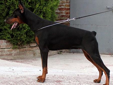 Shilla Secret di Altobello | Black Doberman Pinscher