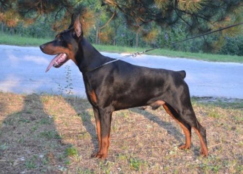 Dan Duran Ginga House | Black Doberman Pinscher