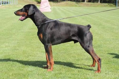 Ranger Rebel Alary Aslar | Black Doberman Pinscher