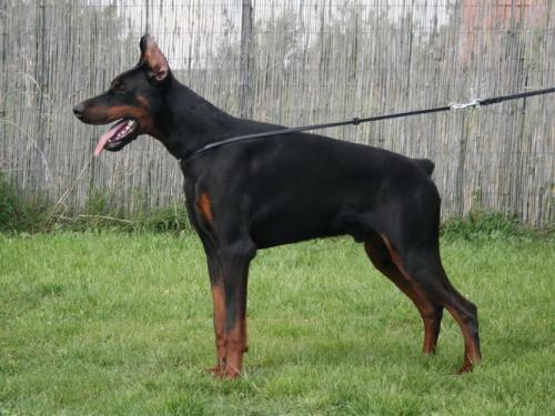 Vivaro v. Noblesshof | Black Doberman Pinscher