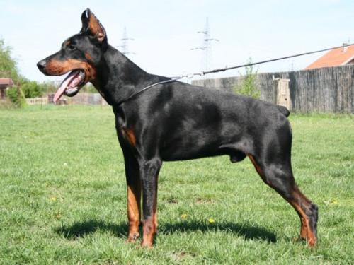 Vegas v. Noblesshof | Black Doberman Pinscher