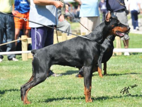 Valhalla v. Noblesshof | Black Doberman Pinscher