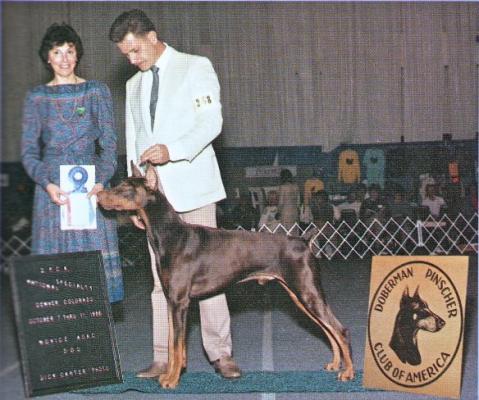 Candy's First Copy | Brown Doberman Pinscher