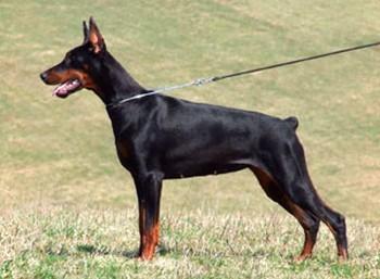 Ola Olivia Morgantina | Black Doberman Pinscher