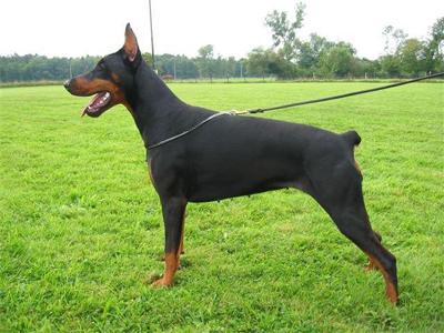 Ginileen du Clos des Grognards | Black Doberman Pinscher