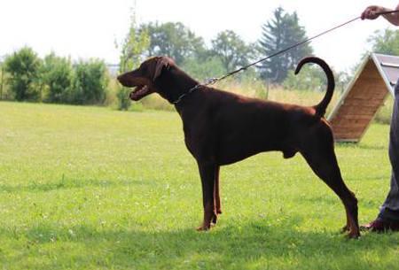 Merlin Sky of Devil Inside | Brown Doberman Pinscher