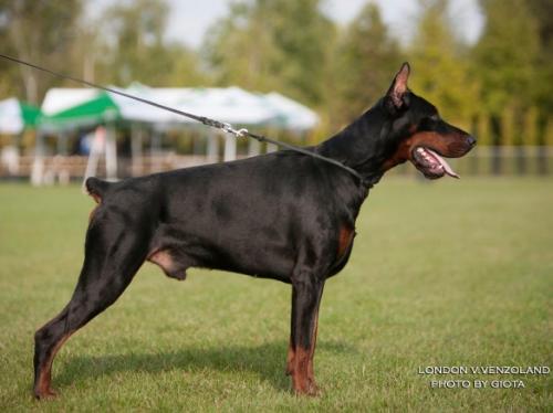 London v. Venzoland | Black Doberman Pinscher