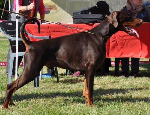 Limoncello dit Lucho des Brumes de Kalhan | Brown Doberman Pinscher