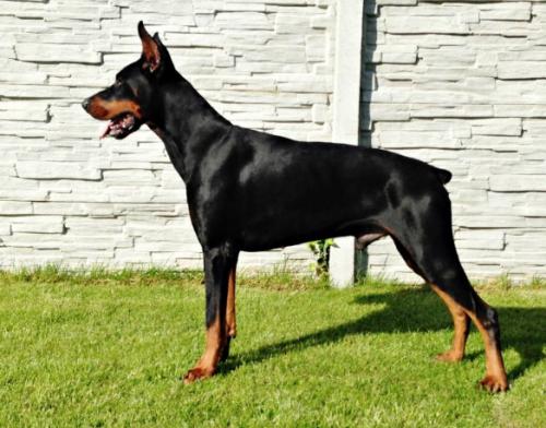 Quinus Quirinus Morgantina | Black Doberman Pinscher