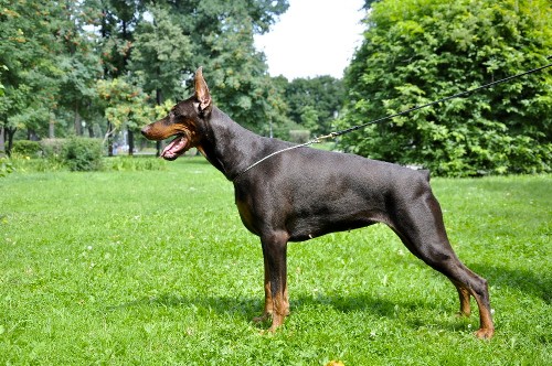 Fleur de Lys iz Zoosfery | Brown Doberman Pinscher