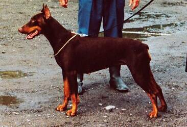 Kleo v.d. Weyermühle | Brown Doberman Pinscher