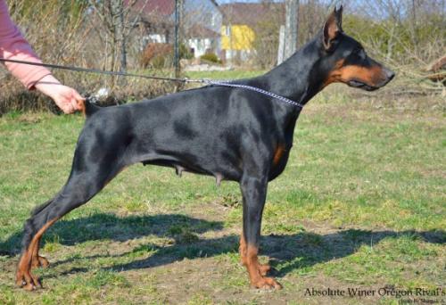 Absolute Winer Oregon Rival's | Black Doberman Pinscher