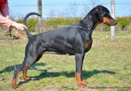 Diana Dlya Vitalscreen Oregon Rival's | Black Doberman Pinscher