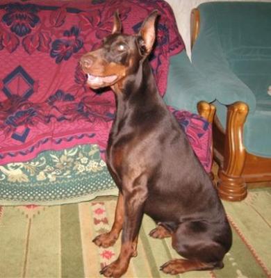 Olivia Oregon Rival's | Black Doberman Pinscher