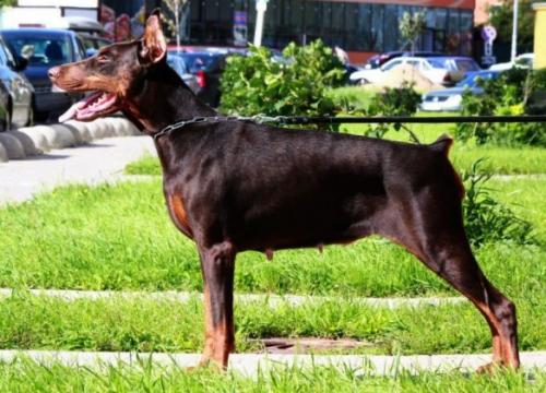 Chans Oregon Rival's | Brown Doberman Pinscher