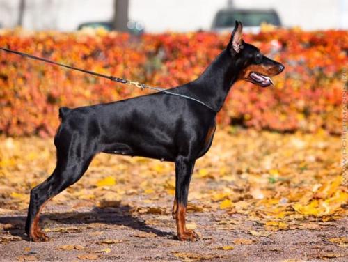 Nevskiy Tserber Emilia Monika | Black Doberman Pinscher