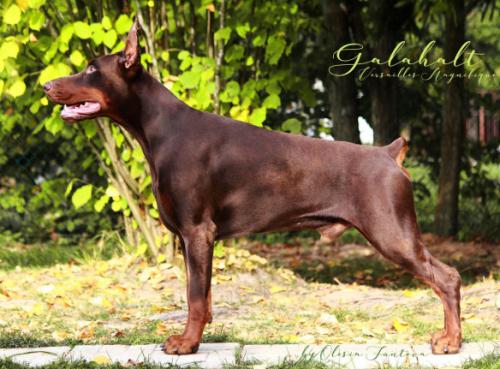 Versailles Magnifique Galahalt | Brown Doberman Pinscher