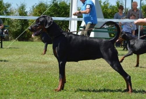 Dobergaarden Forever Xanthee | Black Doberman Pinscher