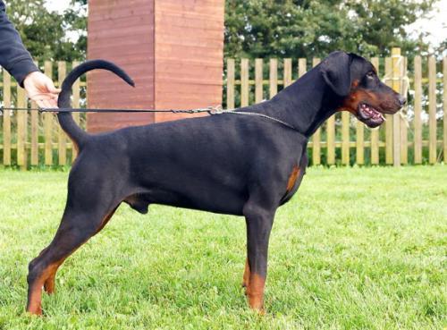 Dobergaarden Forever Xiao Long | Black Doberman Pinscher