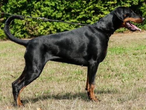 Elcorazon v. Krukenberg | Black Doberman Pinscher