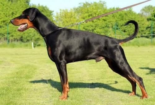 Misterares v. Eschenbruch | Black Doberman Pinscher