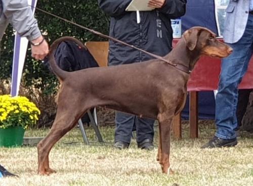 Maytai v. Eschenbruch | Brown Doberman Pinscher