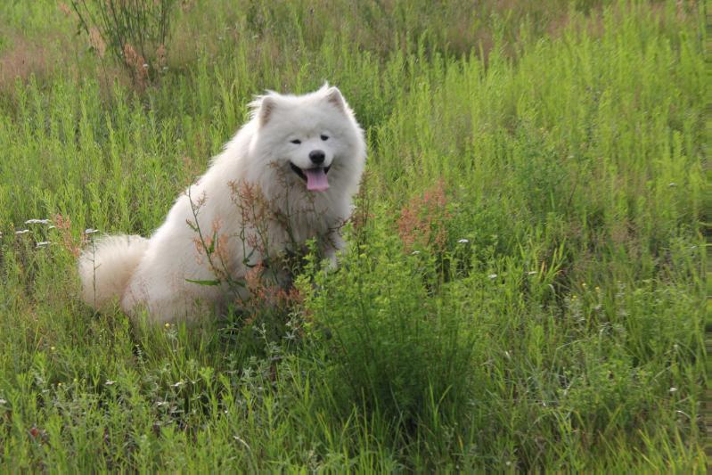 BELYI VOLK MAESTRO MUSIC | Samoyed 