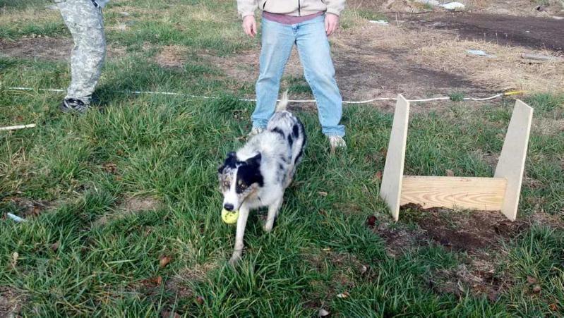 Lock-Eye Riptide | Border Collie 