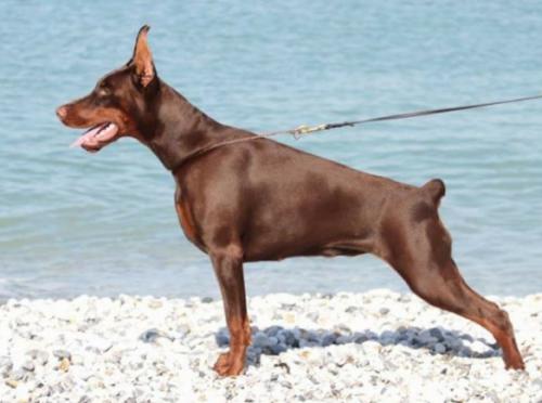 Pride of Russia Navara | Brown Doberman Pinscher