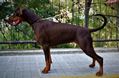 Cora v. Traumfantasy | Brown Doberman Pinscher