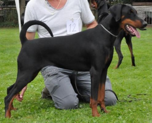 Orca du Bois de Lindthout | Black Doberman Pinscher