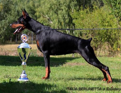 Italia Berlinetta iz Zoosfery | Black Doberman Pinscher