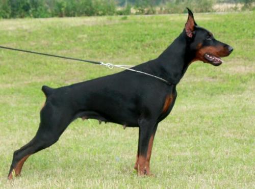 Inessa Armand iz Zoosfery | Black Doberman Pinscher