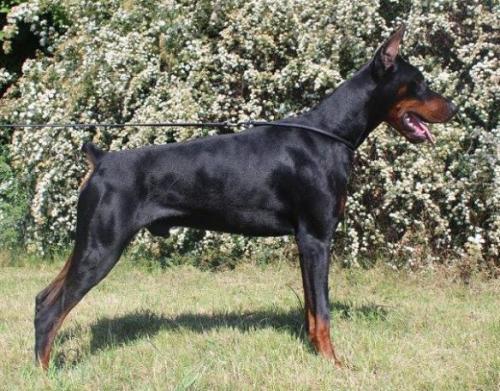 Morizon di Modello | Black Doberman Pinscher