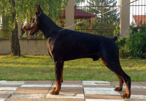 Bugatti Tifon del Montegrappa | Black Doberman Pinscher