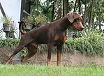 Tythan Braum v. Nordsonne | Brown Doberman Pinscher