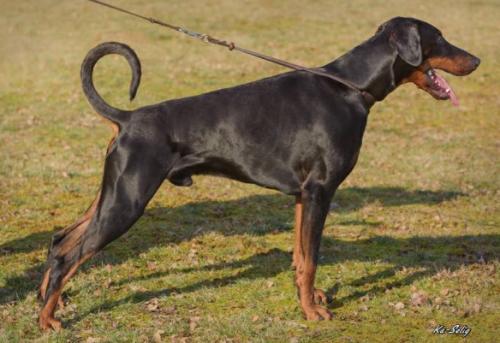 Eminem v.d. Wartburgstadt | Black Doberman Pinscher