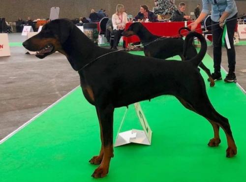 Pippa v.d. Donauhoeve | Black Doberman Pinscher