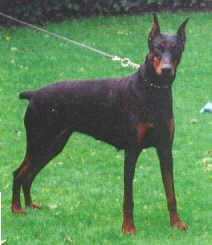 Allee v. Blitzkrieger | Black Doberman Pinscher