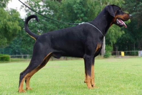 Phalco v.d. Donauhoeve | Black Doberman Pinscher