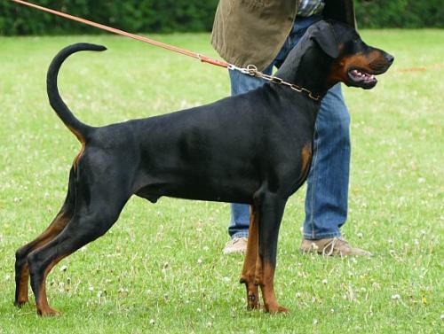 Prior v.d. Donauhoeve | Black Doberman Pinscher