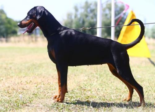 Pia Rhiva v.d. Donauhoeve | Black Doberman Pinscher