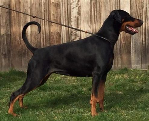 Prada v.d. Donauhoeve | Black Doberman Pinscher