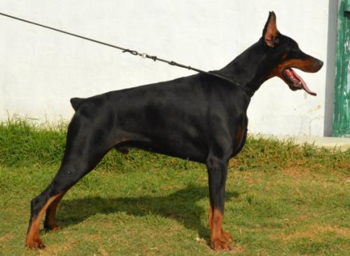 Captain de Lances | Black Doberman Pinscher