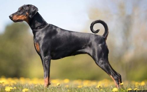 Ibiza v.d. Leibgarde | Black Doberman Pinscher