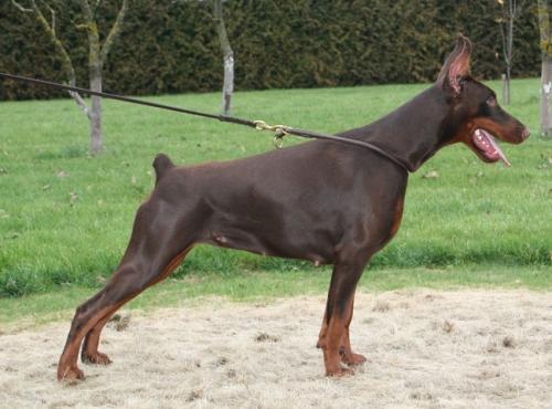 Fiona Fantasy  Piligrimas | Brown Doberman Pinscher